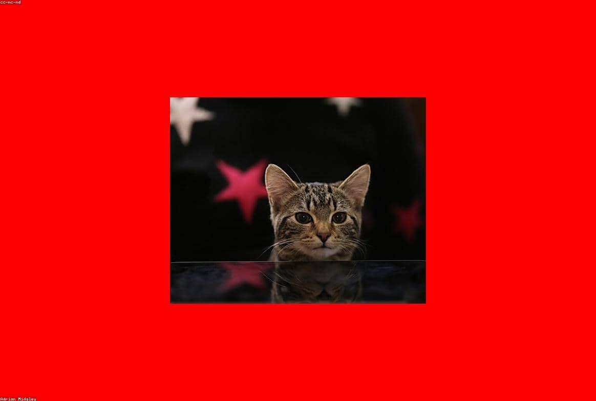 Test Random for CI